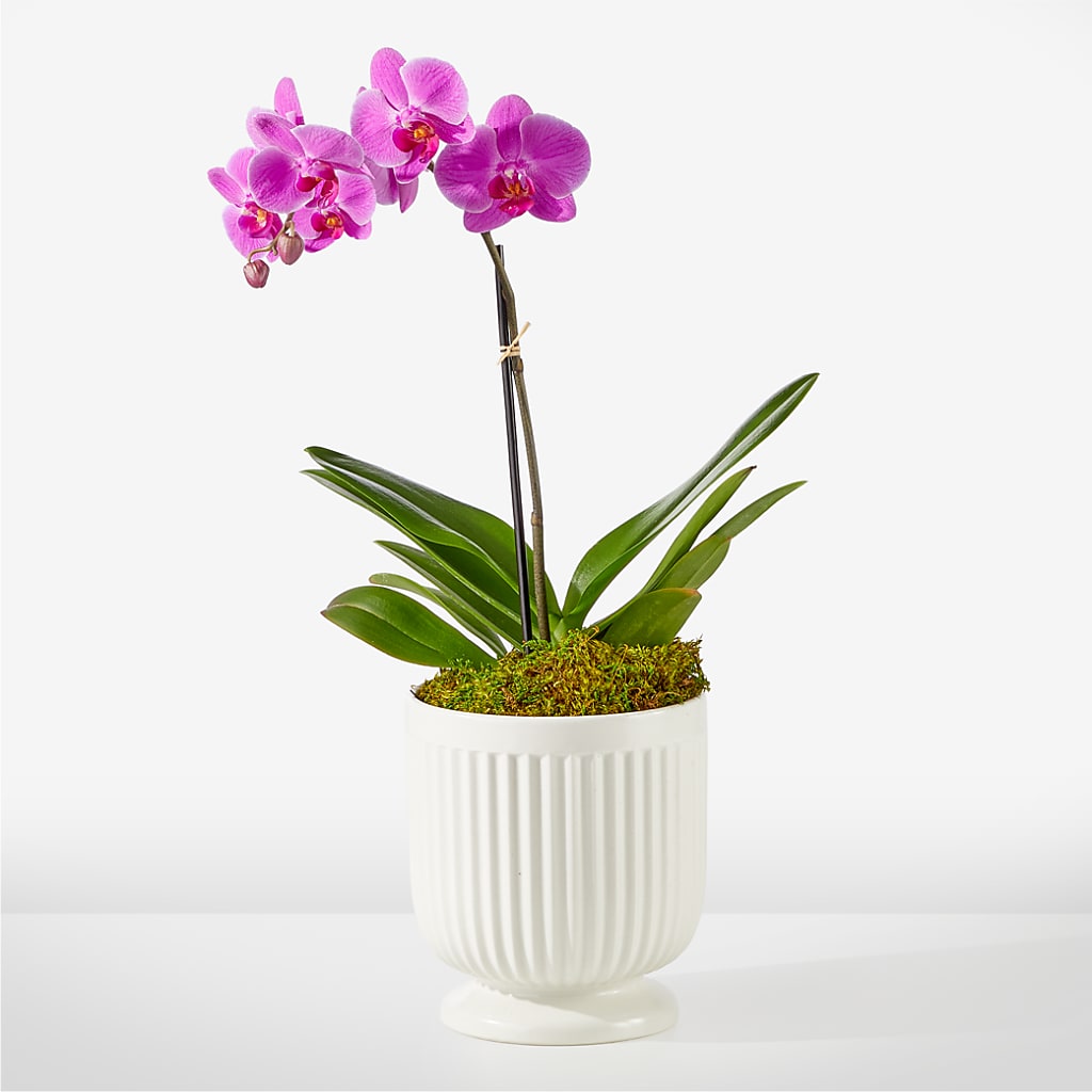 Friendly Fuchsia Orchid – Royal Flowers 4u, Tucson AZ