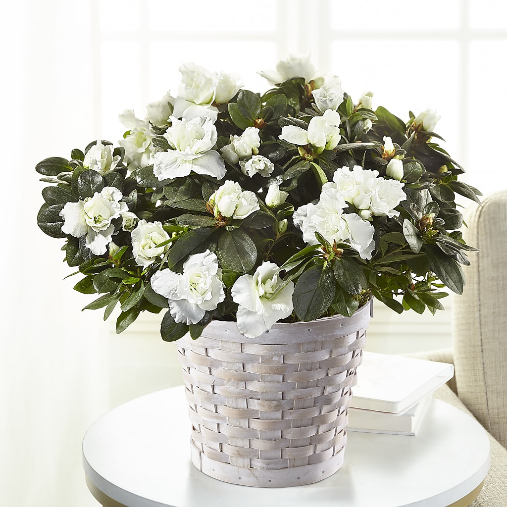 White Azalea Plant – Royal Flowers 4u, Tucson AZ