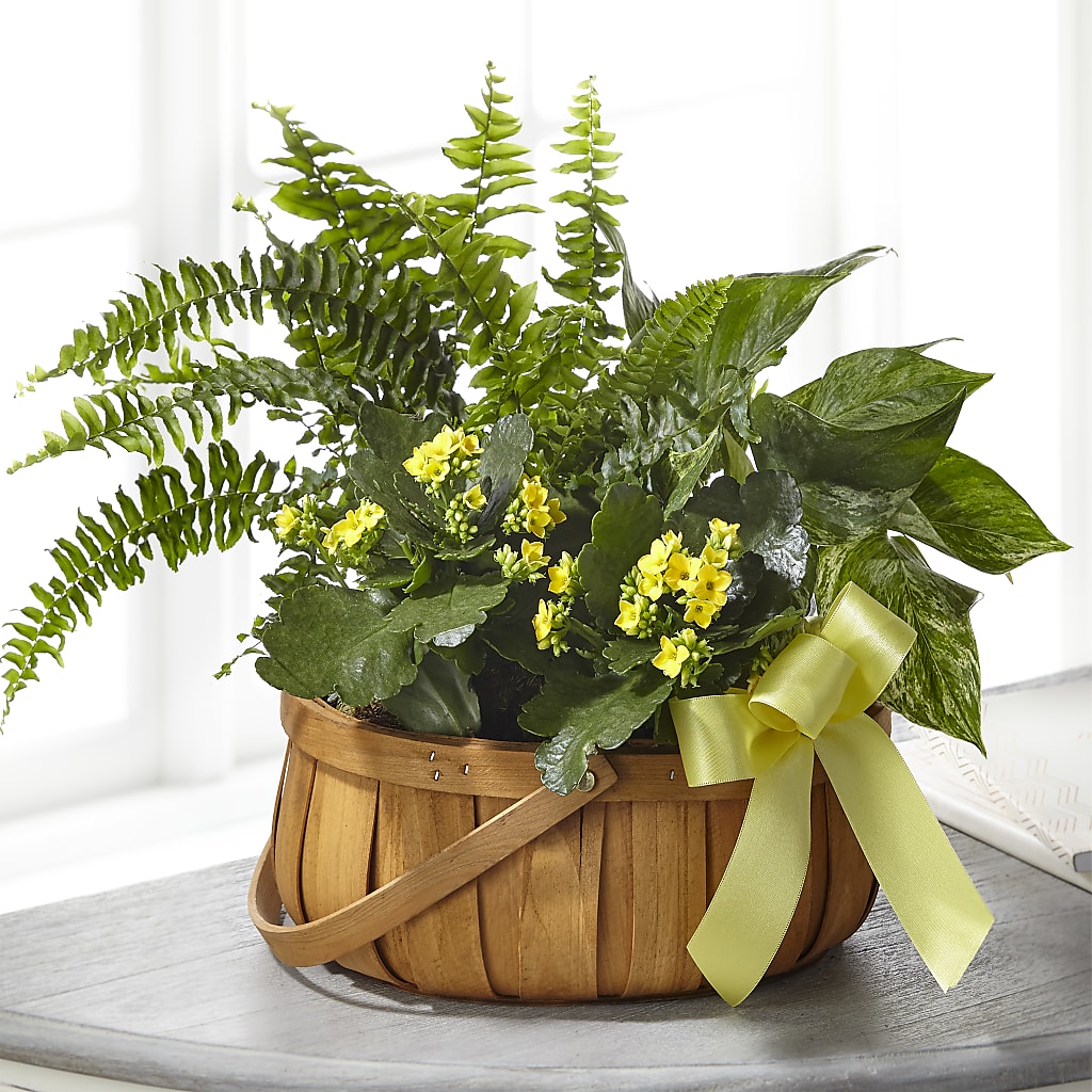 Always Dear Dishgarden – Royal Flowers 4u, Tucson AZ