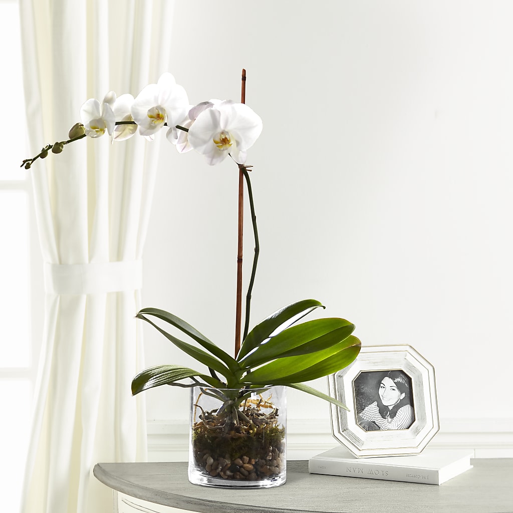 White Orchid Planter – Royal Flowers 4u, Tucson AZ
