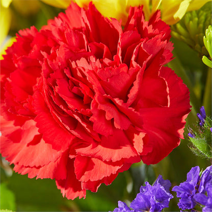 Brighter Days Bouquet –  Royal Flowers 4u, Tucson AZ
