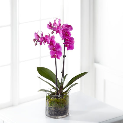 Pink Orchid Plant –  Royal Flowers 4u, Tucson AZ