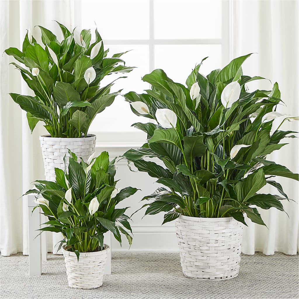 A New Leaf Peace Lily –  Royal Flowers 4u, Tucson AZ