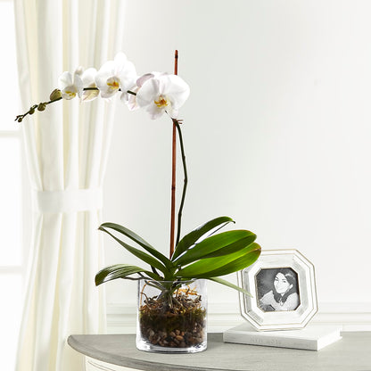 White Orchid Planter –  Royal Flowers 4u, Tucson AZ